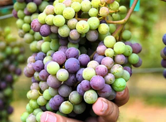 Quality and Sustainability Farming Products