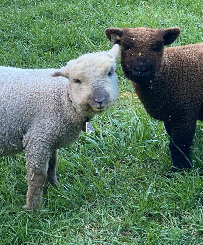Two baby sheep look at the camera