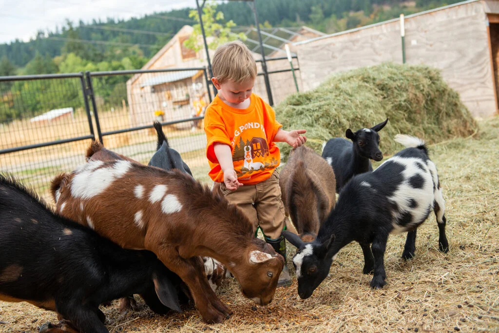 A child Feeding goats at Frog Farm
