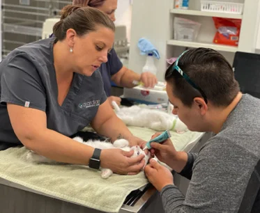 Caregivers attend to a cat at a non-profit animal shelter