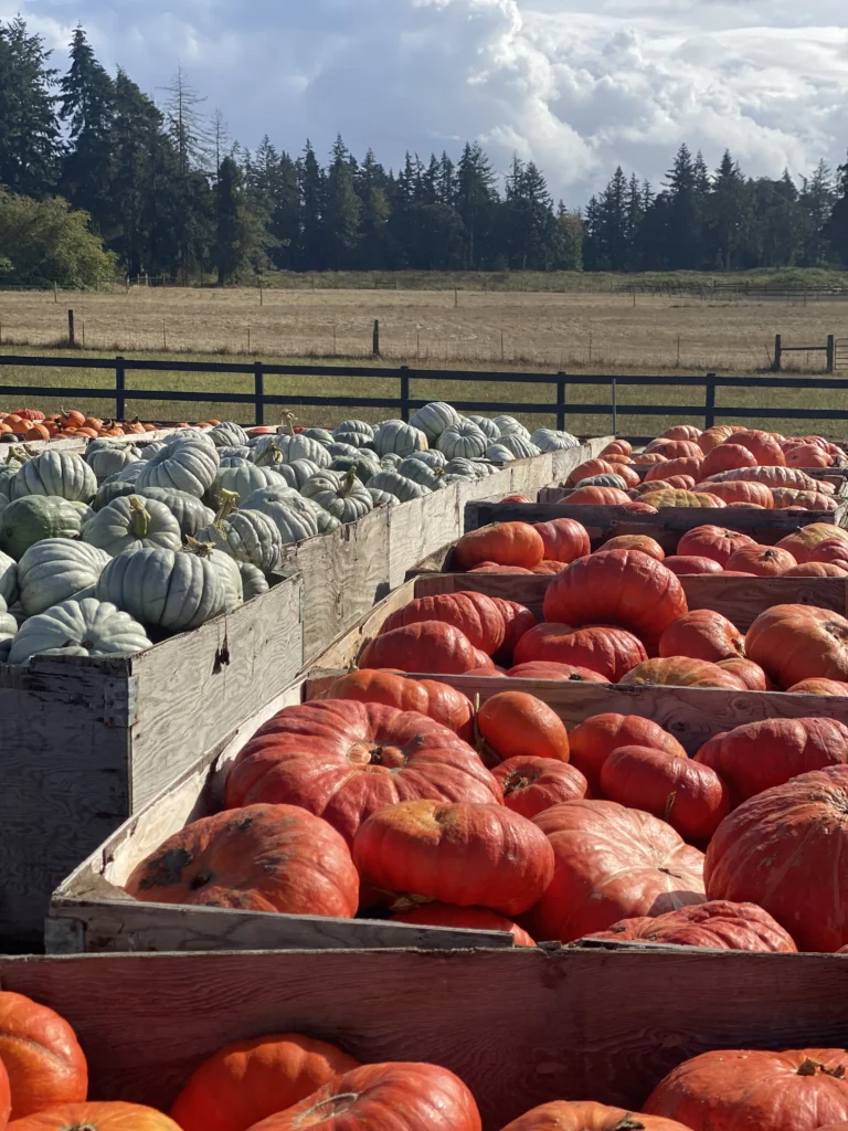 Pumpkins at the Pumpkin Patch