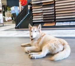 Custom NW Remodeling house dog
