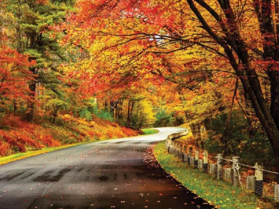 A curving country road with colorful fall trees
