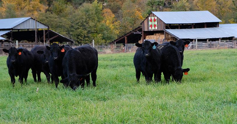 Local Farm has a Heart for Cattle