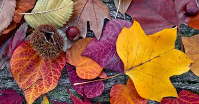 A variety of colorful fall leaves